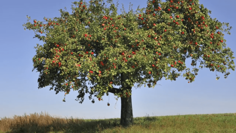 Best Soil pH for Apple Trees| Best Soil For Apple Trees