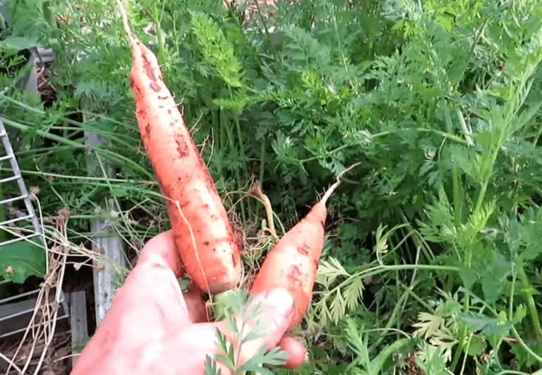 Best Soil pH For Carrots | How to Grow Carrots