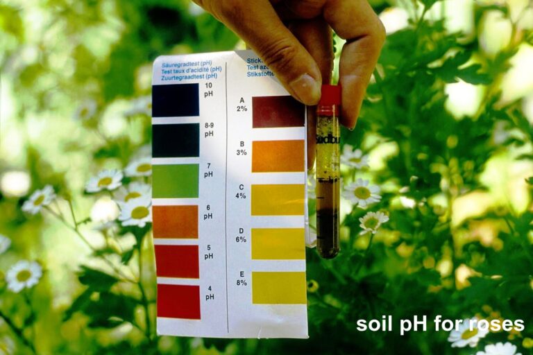 best soil Ph for roses