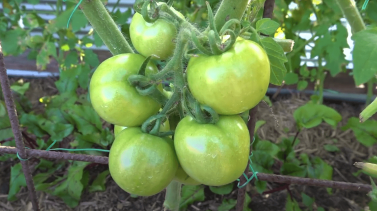 Best Soil pH For Tomatoes | How to test it?