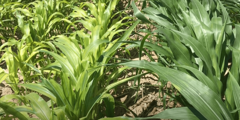 Soil pH for Corn | Testing Soil pH for Growing Corn