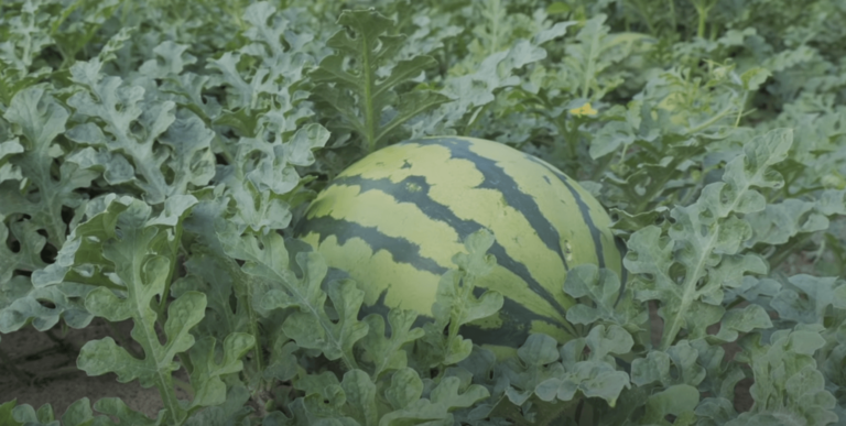 Best Soil pH for Watermelon | Growing Big Watermelon